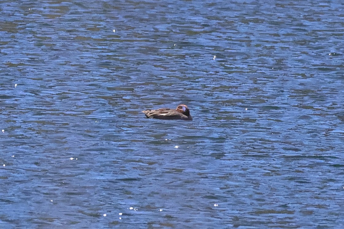 Green-winged Teal - Giuseppe Fusco