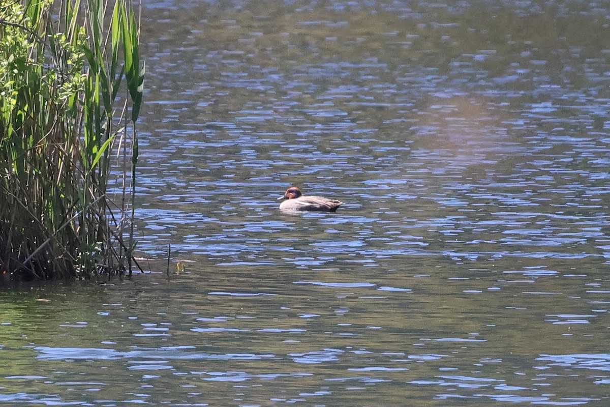 Green-winged Teal - Giuseppe Fusco