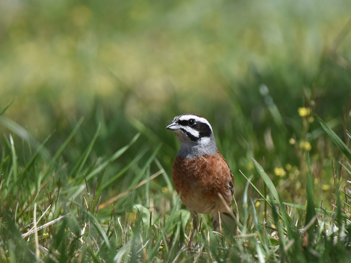 Meadow Bunting - ML617349916