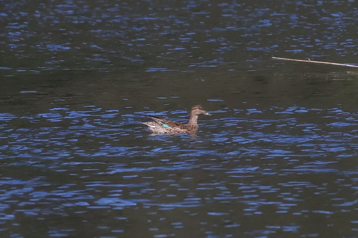 Green-winged Teal - Giuseppe Fusco