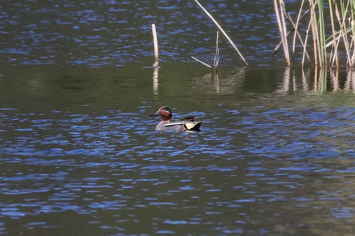 Green-winged Teal - Giuseppe Fusco