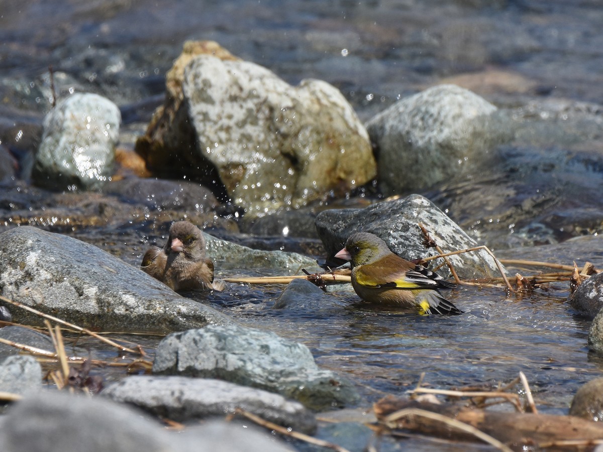 Oriental Greenfinch - ML617349921