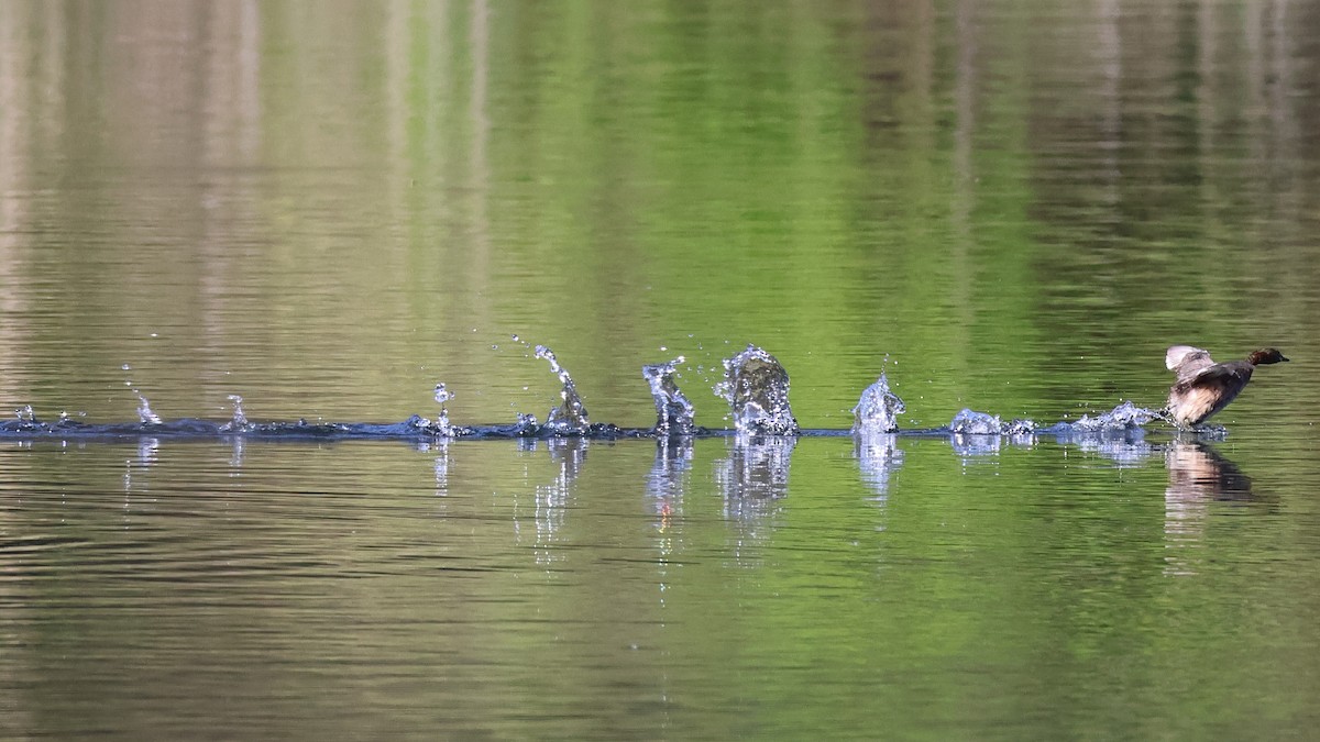 Little Grebe - Giuseppe Fusco