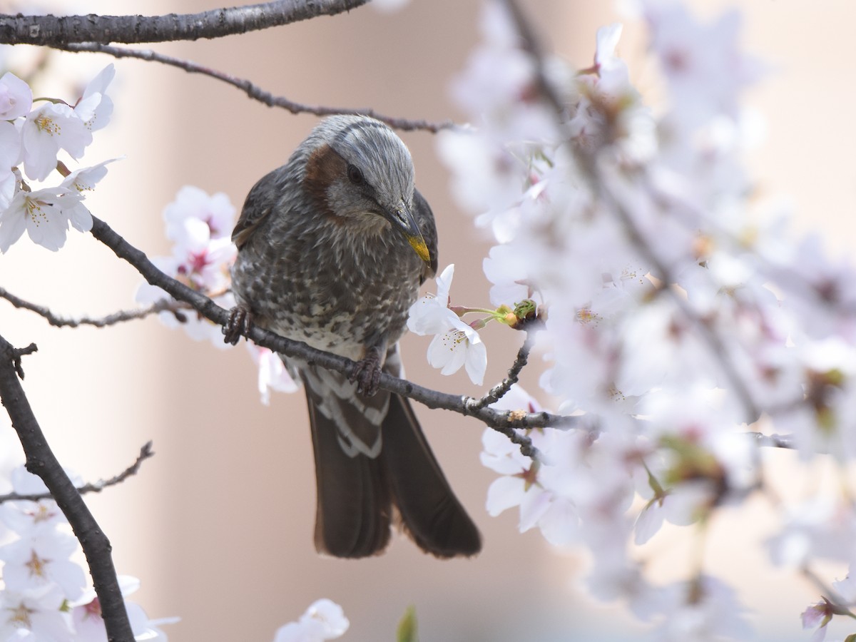 Brown-eared Bulbul - ML617349925