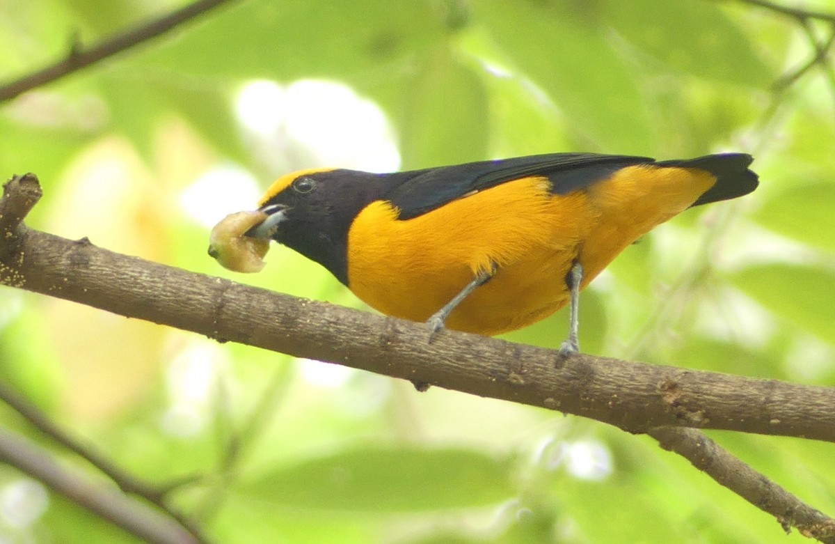 Orange-crowned Euphonia - ML617349995