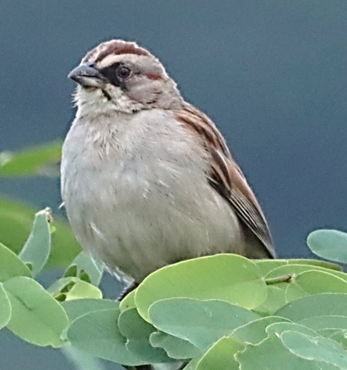 Yungas Sparrow - ML617350017