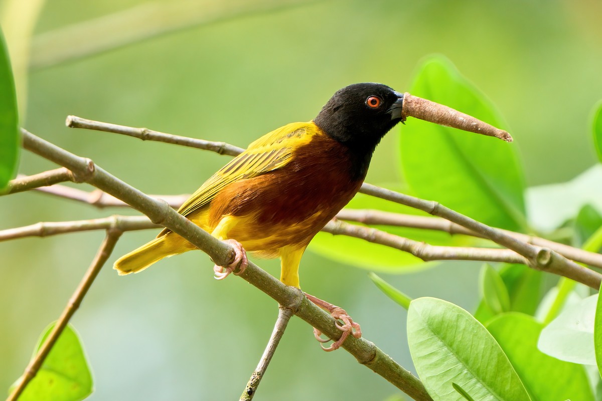 Golden-backed Weaver - ML617350018