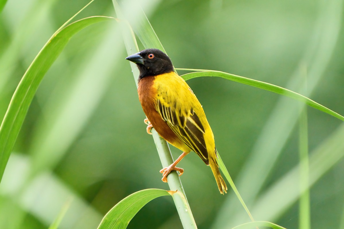 Golden-backed Weaver - ML617350019