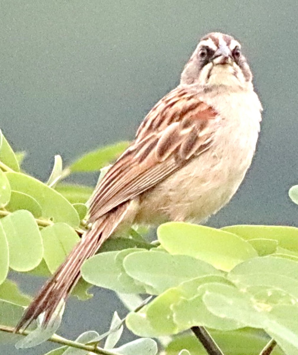 Yungas Sparrow - ML617350020