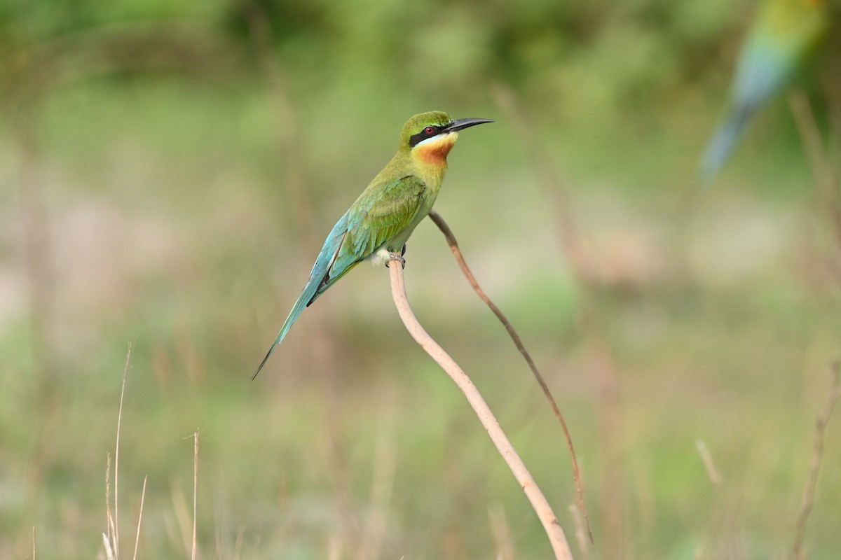 Blue-tailed Bee-eater - ML617350075