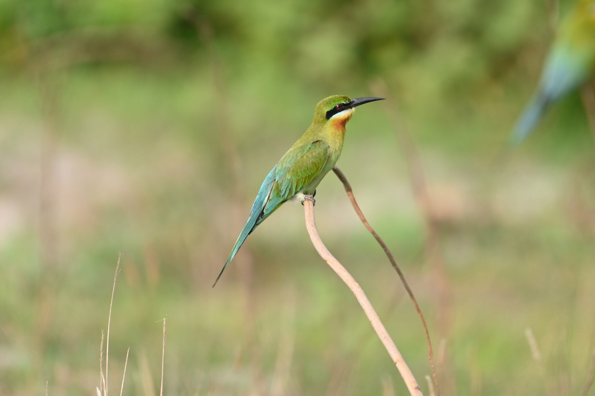 Blue-tailed Bee-eater - ML617350076