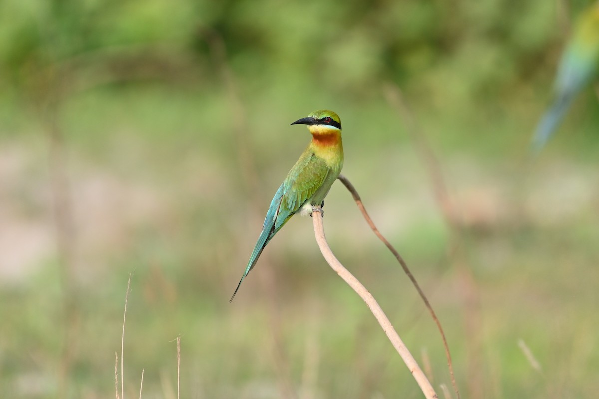 Blue-tailed Bee-eater - ML617350077
