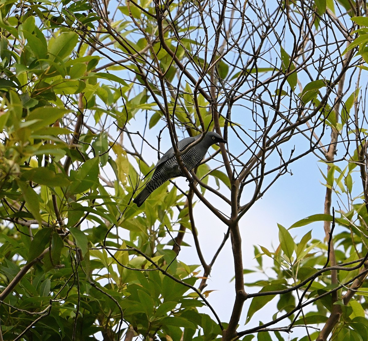 Barred Cuckooshrike - ML617350078