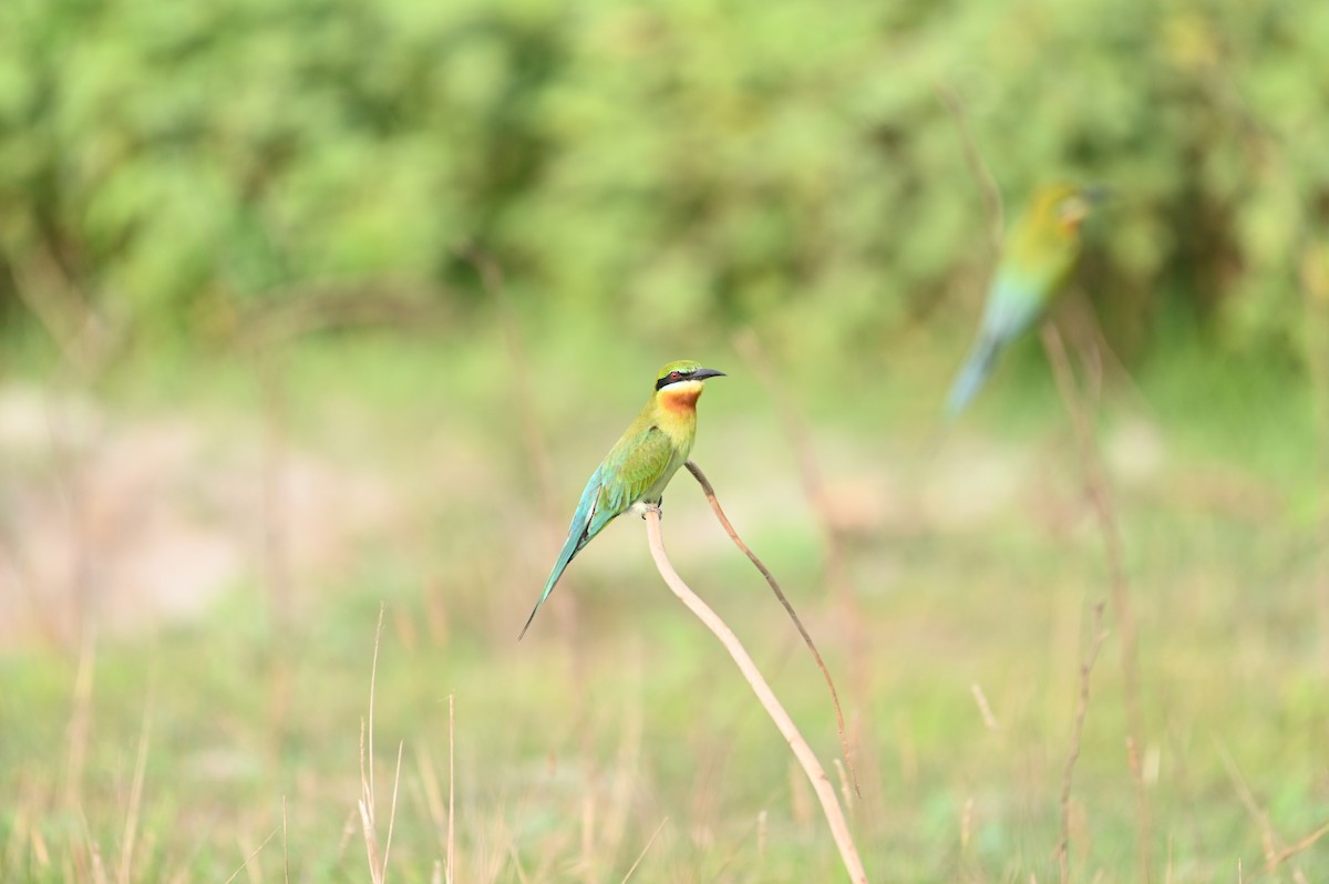 Blue-tailed Bee-eater - ML617350079