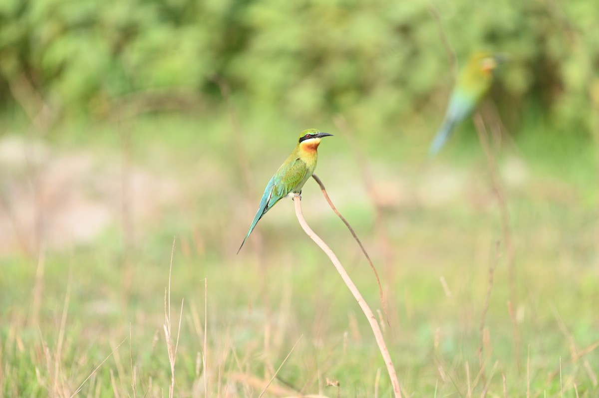 Blue-tailed Bee-eater - ML617350080