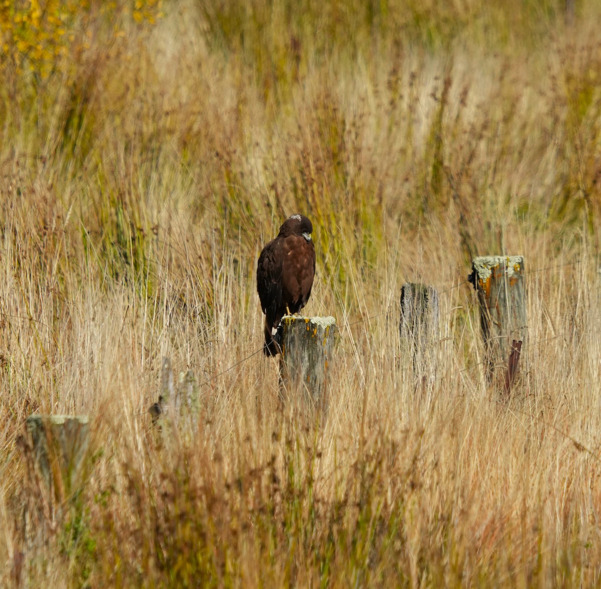 Swamp Harrier - ML617350082