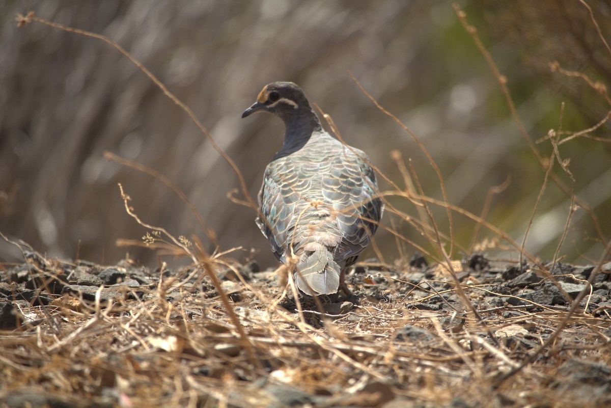 Common Bronzewing - ML617350142