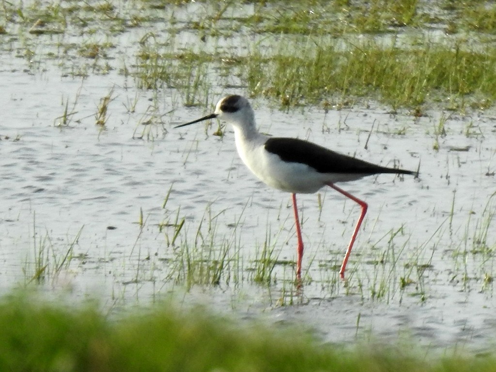 Black-winged Stilt - ML617350143