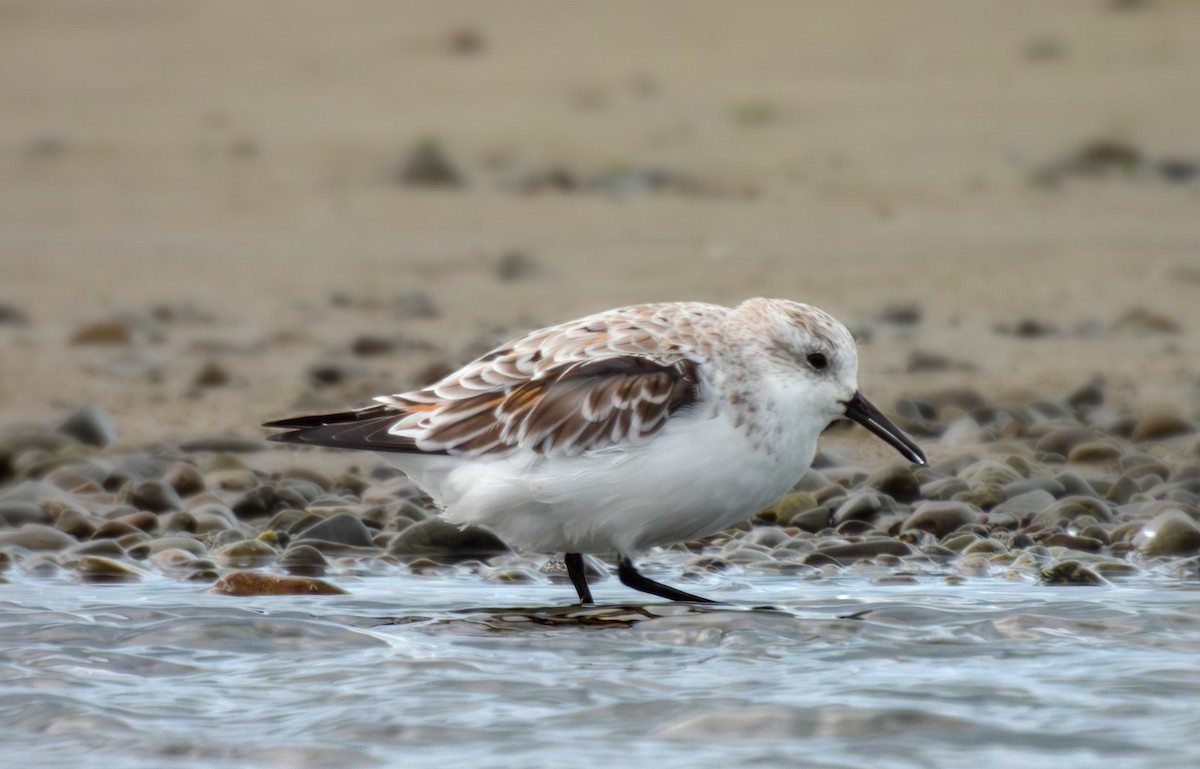 Bécasseau sanderling - ML617350205