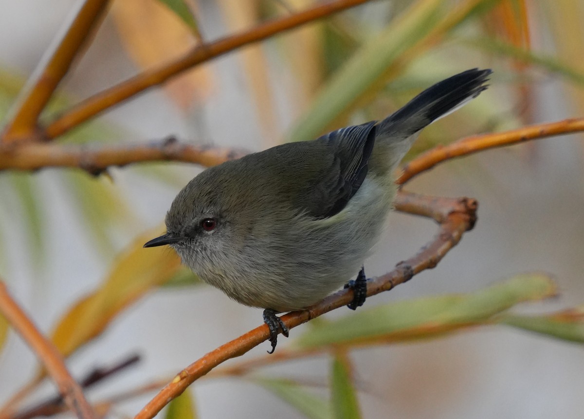 Gray Gerygone - ML617350213