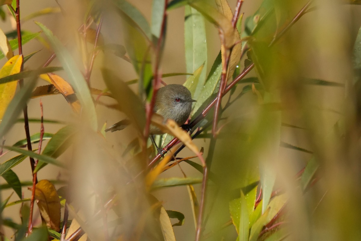 Gray Gerygone - Ulises Cabrera Miranda