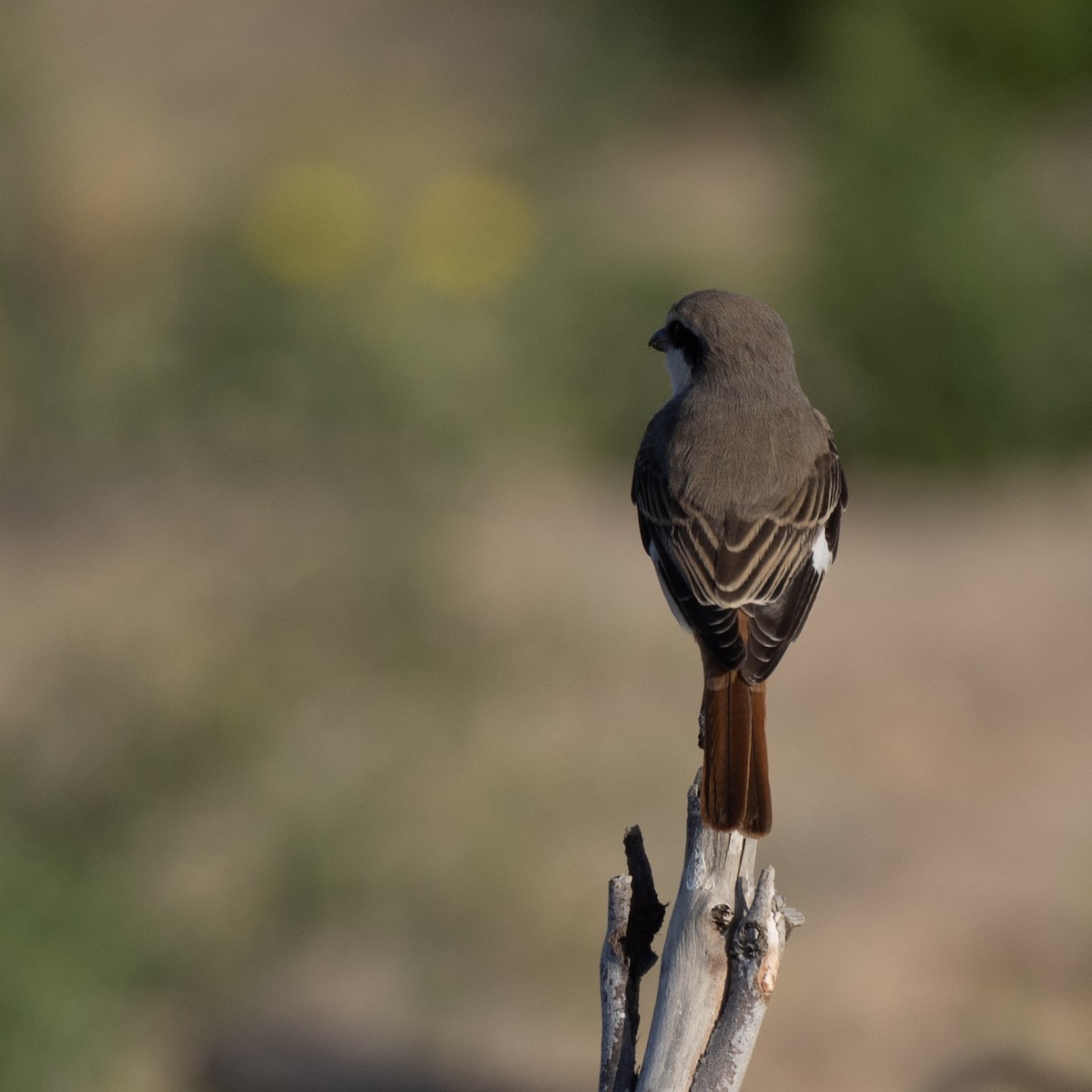 Red-tailed Shrike - ML617350230