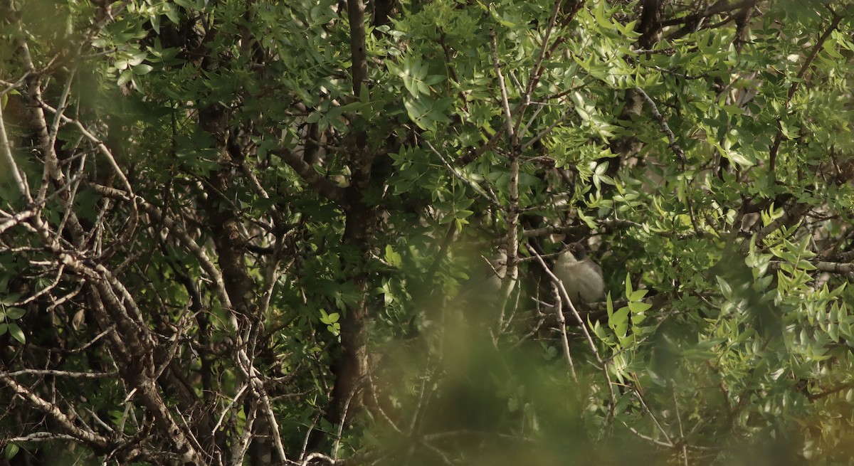 Eastern Orphean Warbler - Ollie King