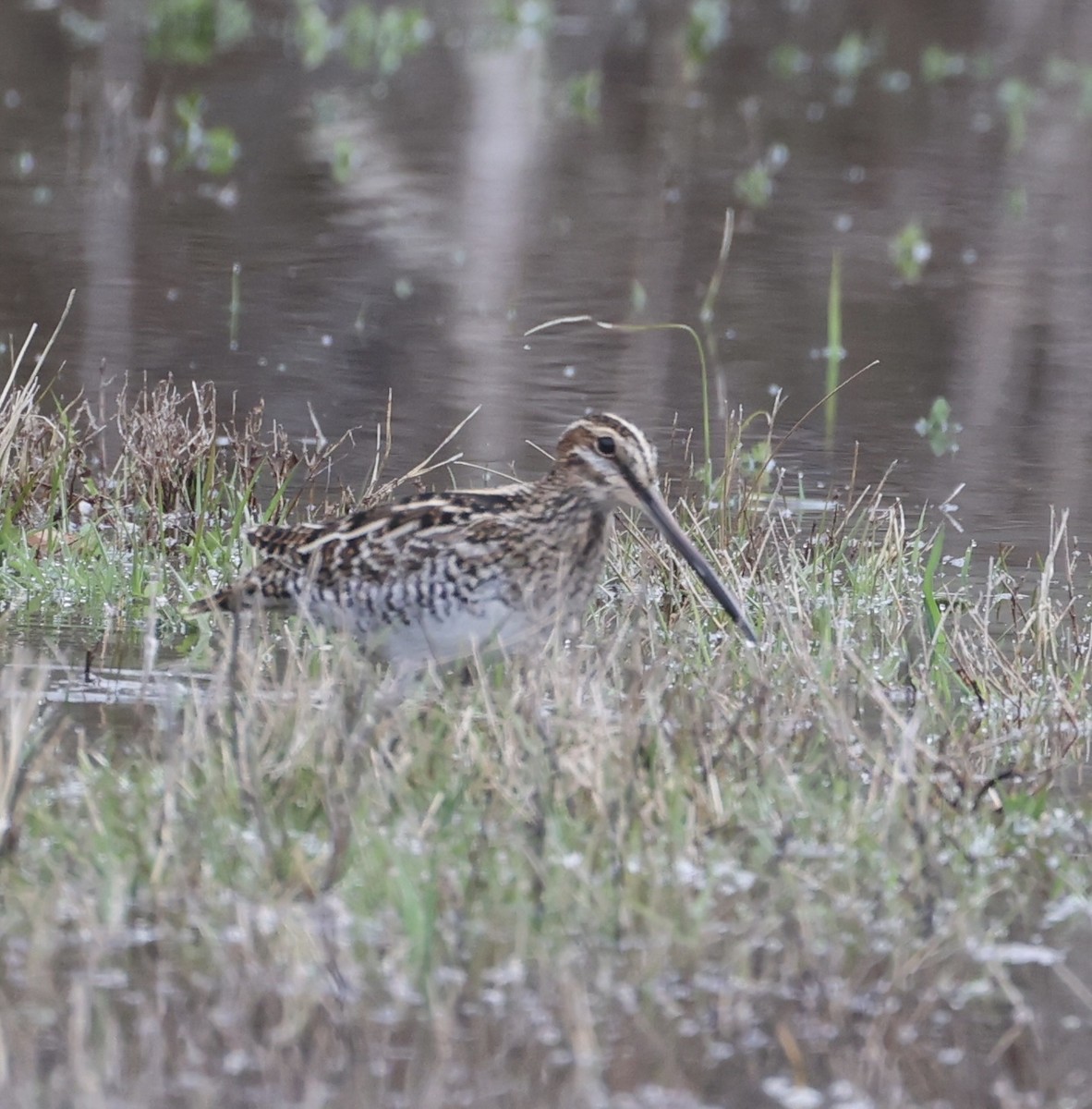 Wilson's Snipe - ML617350300