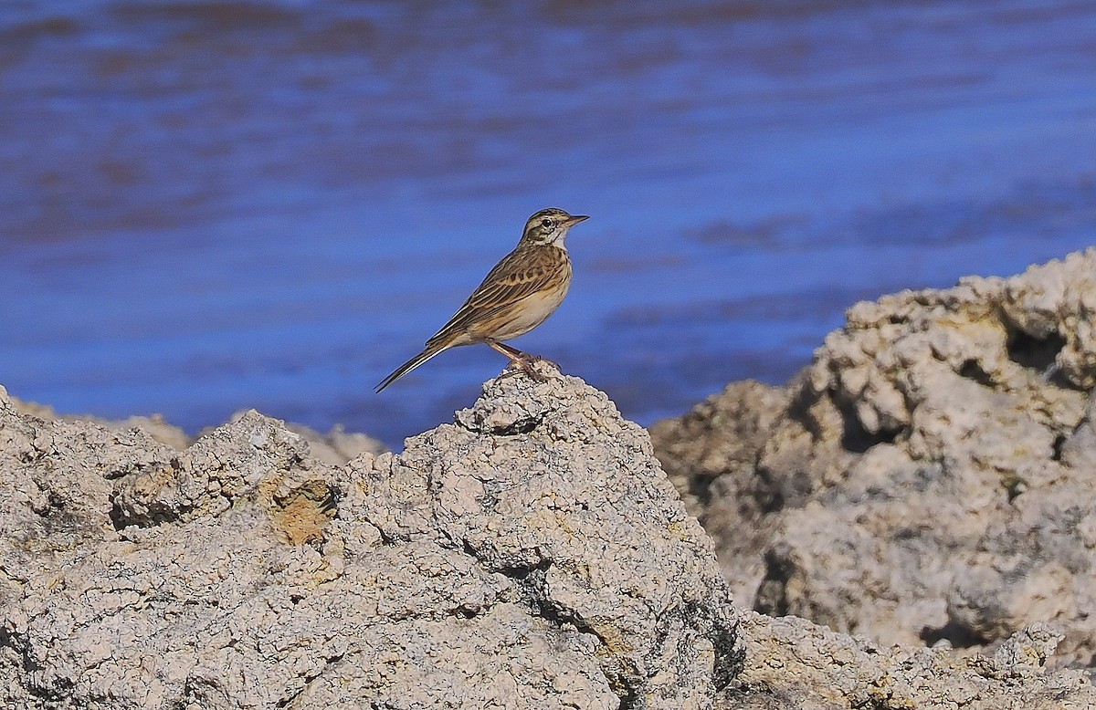 Australian Pipit - ML617350319