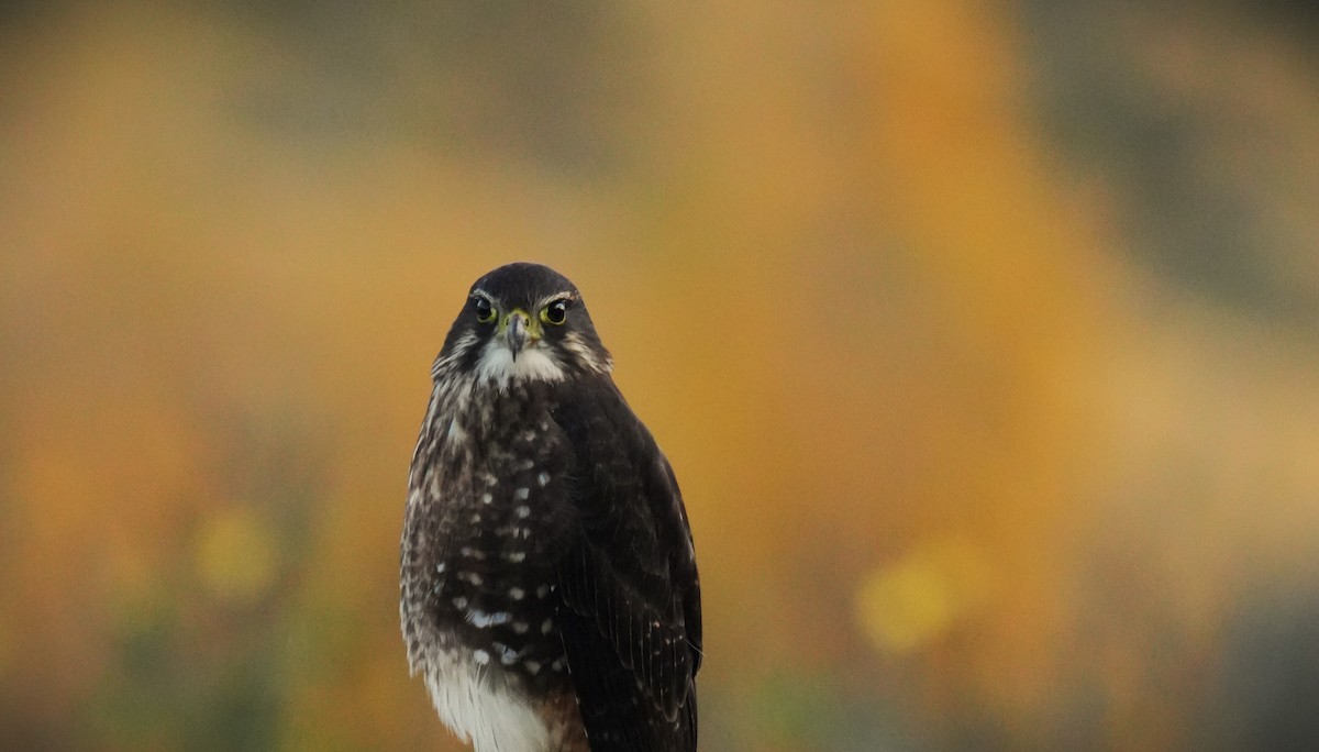 New Zealand Falcon - ML617350330