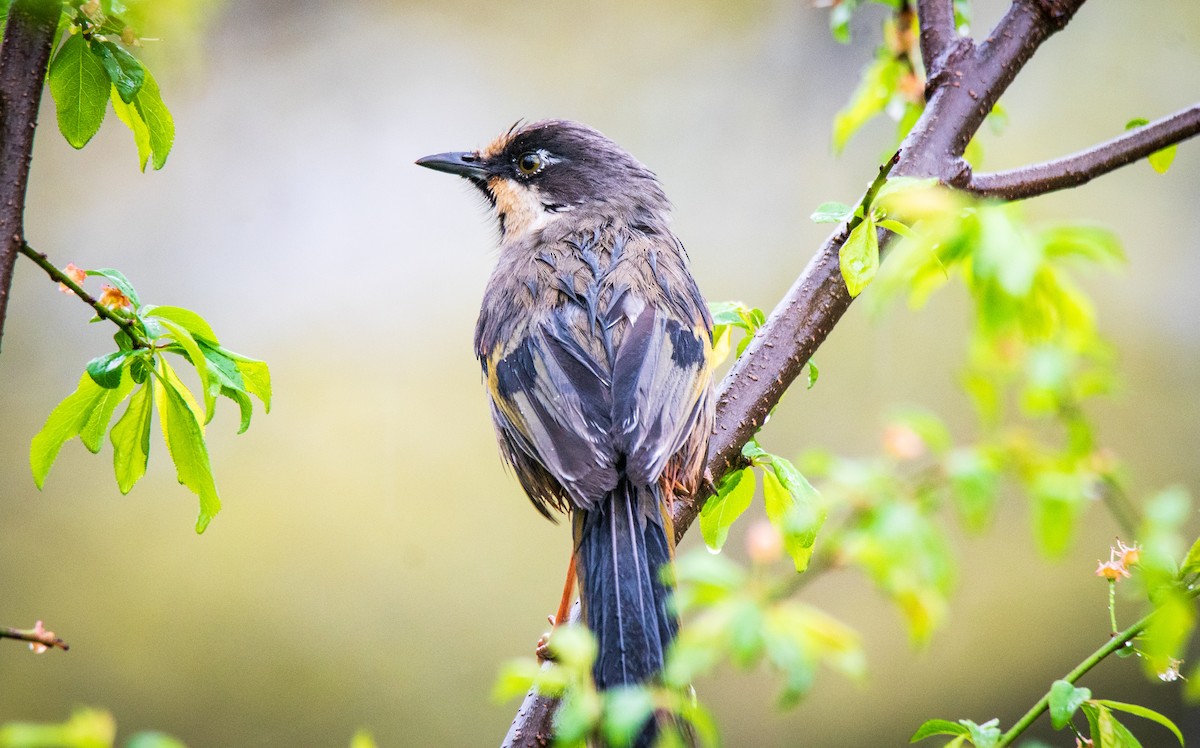 Variegated Laughingthrush - ML617350339