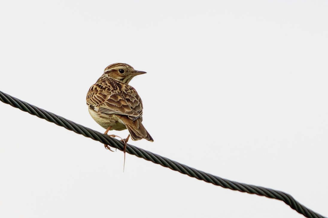 Wood Lark - Andrew Jarwick