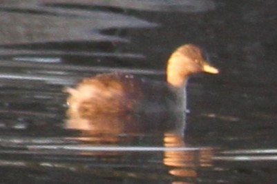 Hoary-headed Grebe - ML617350387