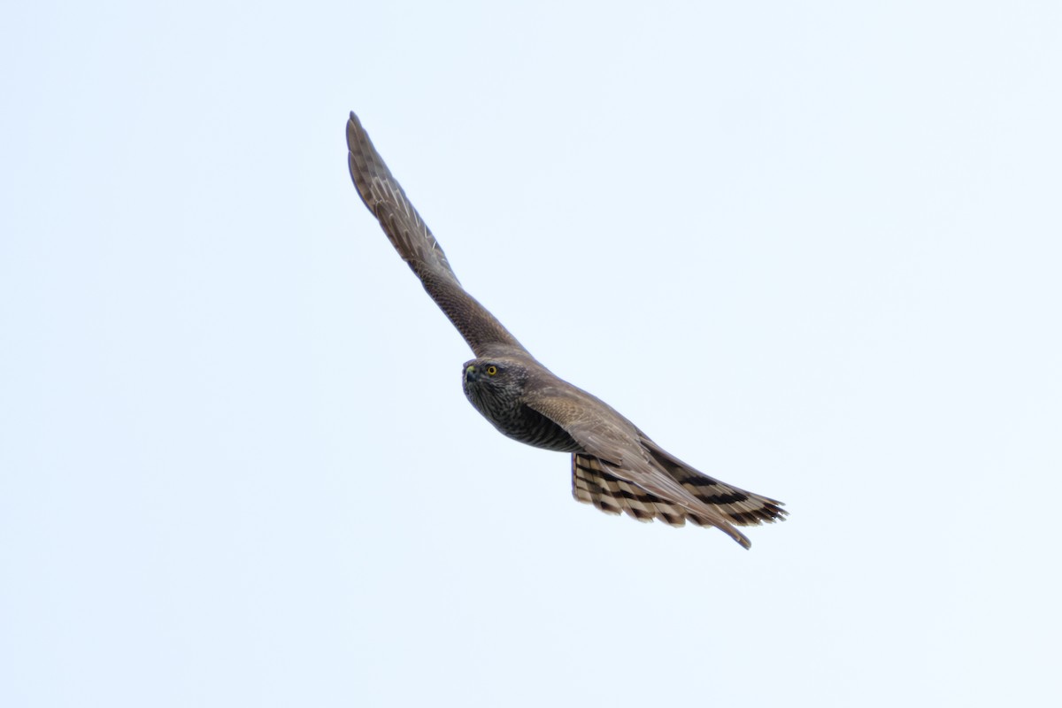 Eurasian Sparrowhawk - ML617350409