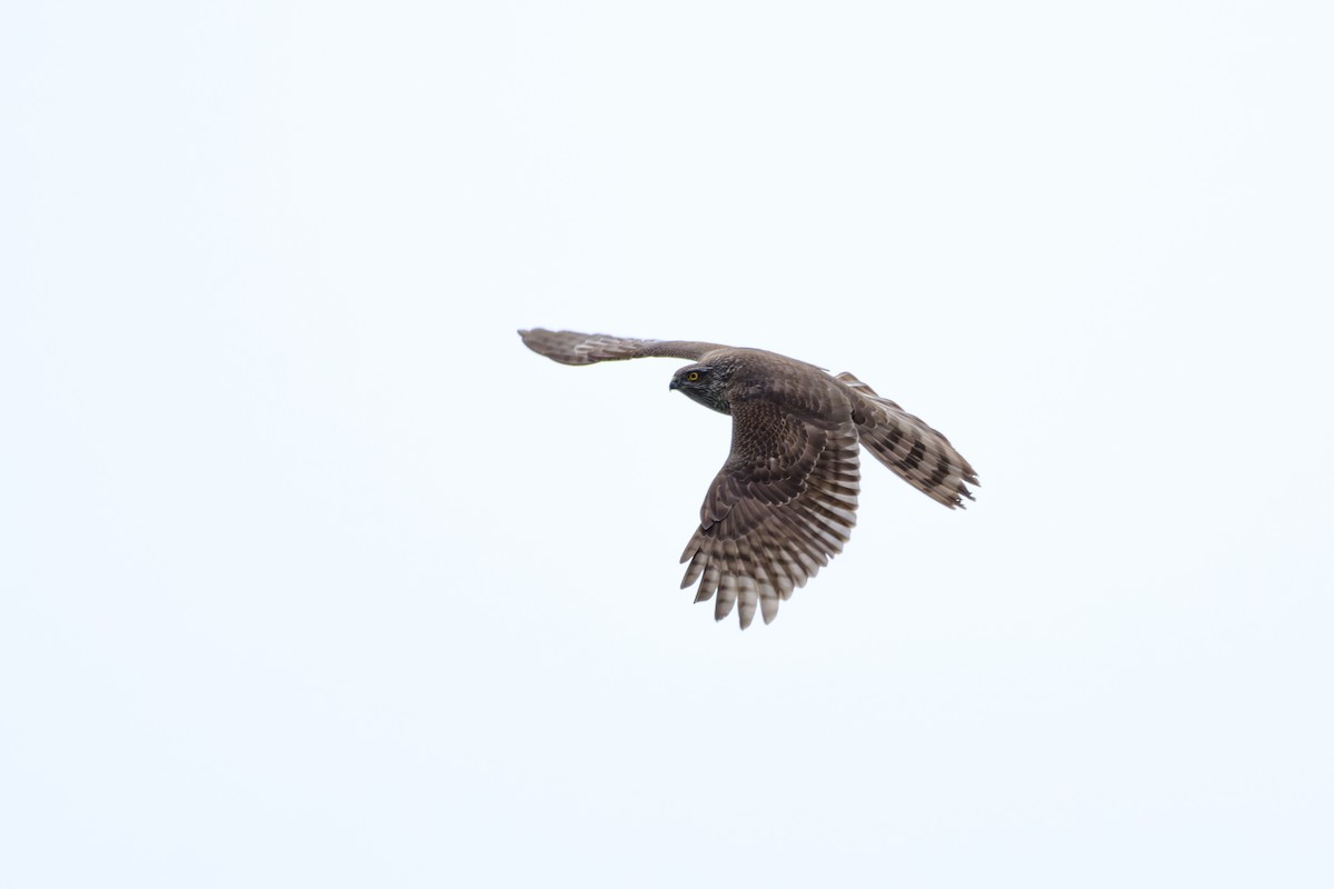 Eurasian Sparrowhawk - ML617350410