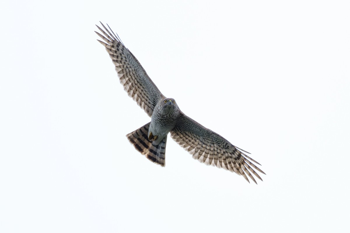 Eurasian Sparrowhawk - ML617350411