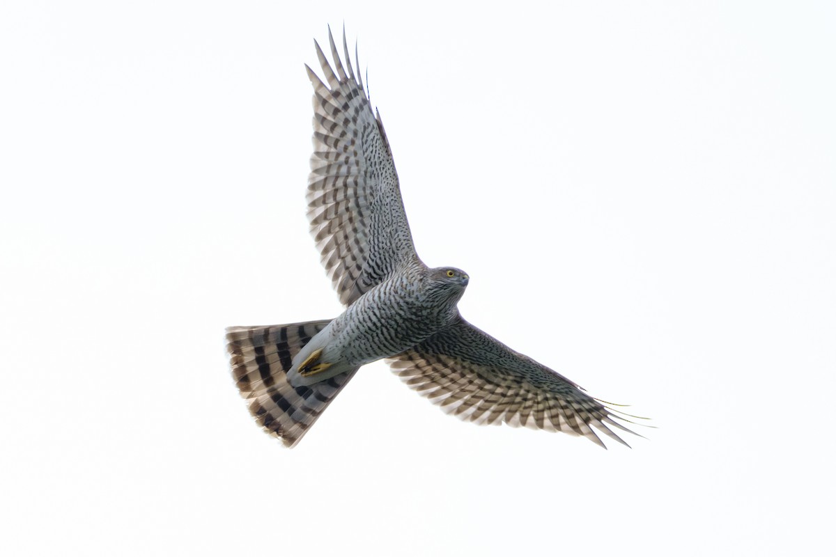 Eurasian Sparrowhawk - ML617350413