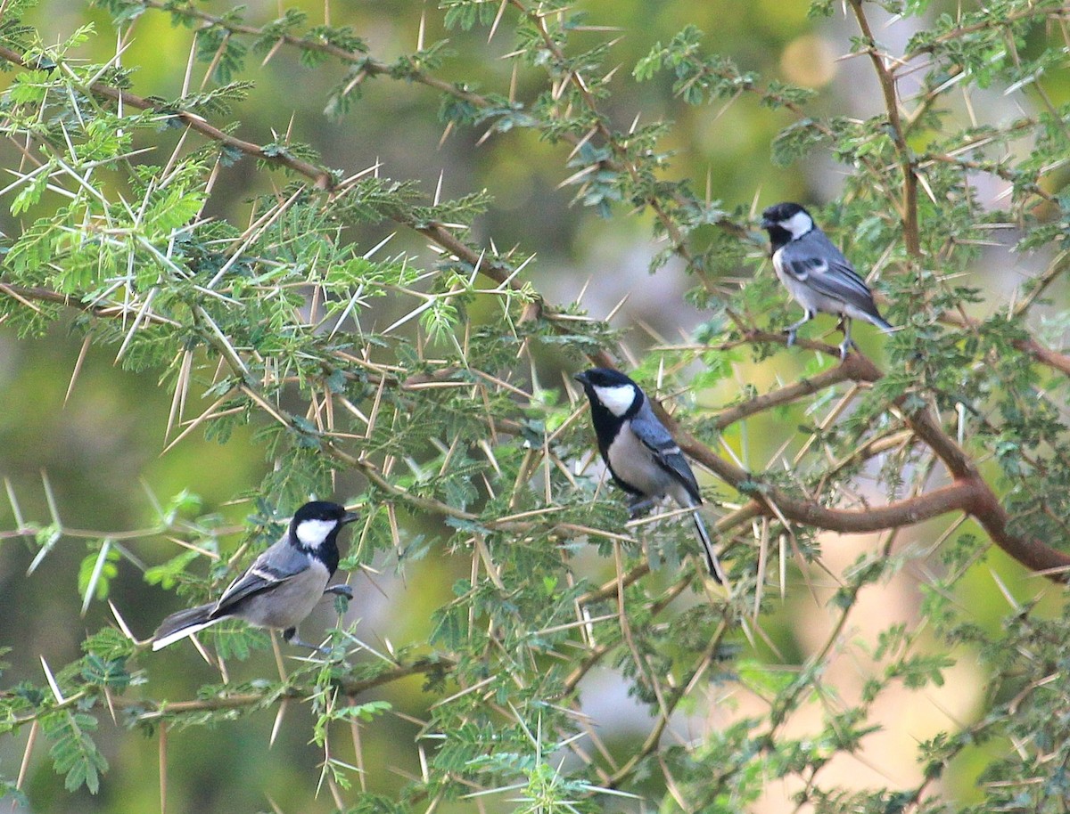 Cinereous Tit - ML617350414