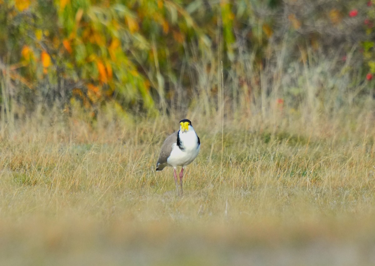 Masked Lapwing - ML617350422