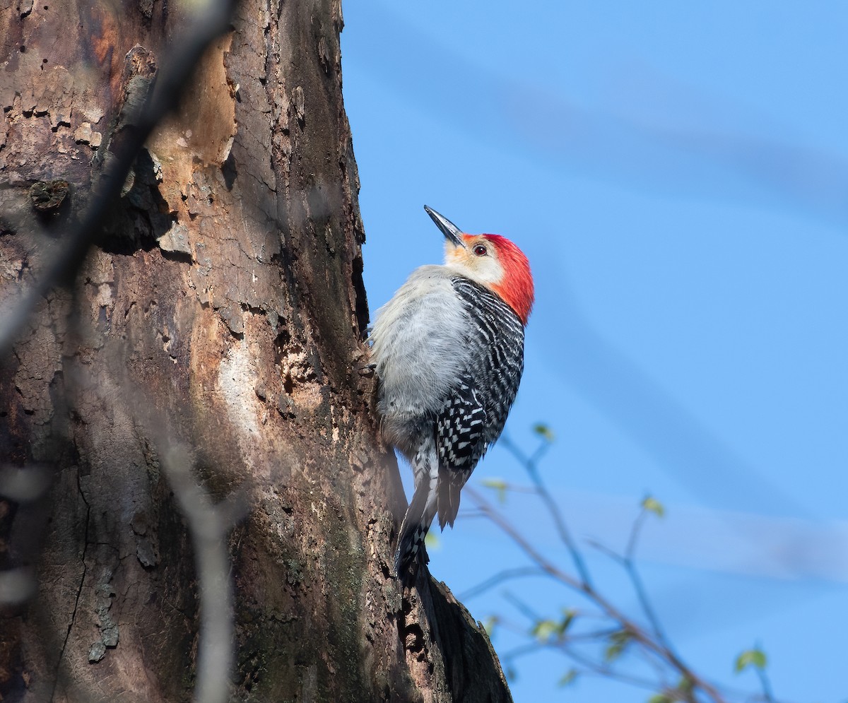Red-bellied Woodpecker - Bret Furgason
