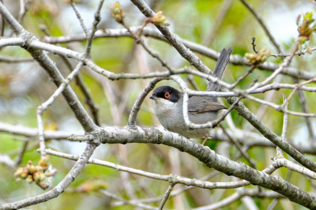 Sardinian Warbler - ML617350451