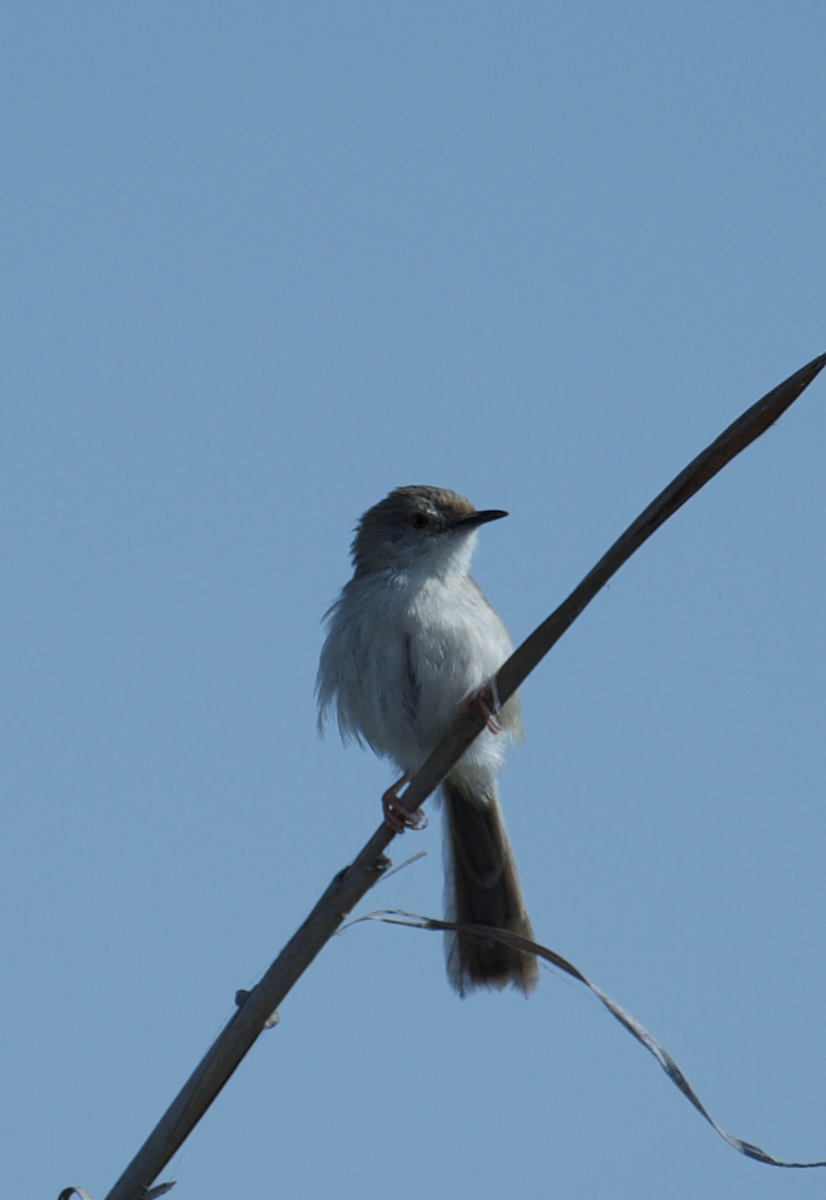 Delicate Prinia - ML617350463