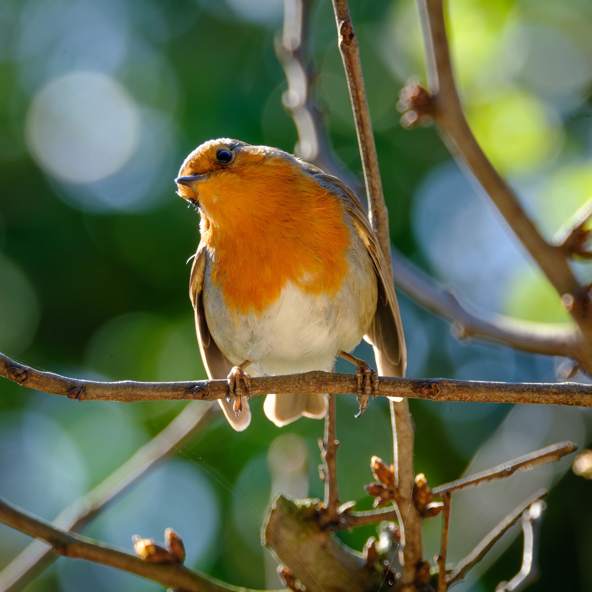 European Robin - ML617350478