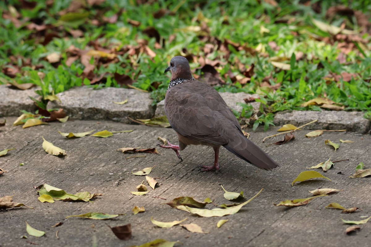 珠頸斑鳩 - ML617350549