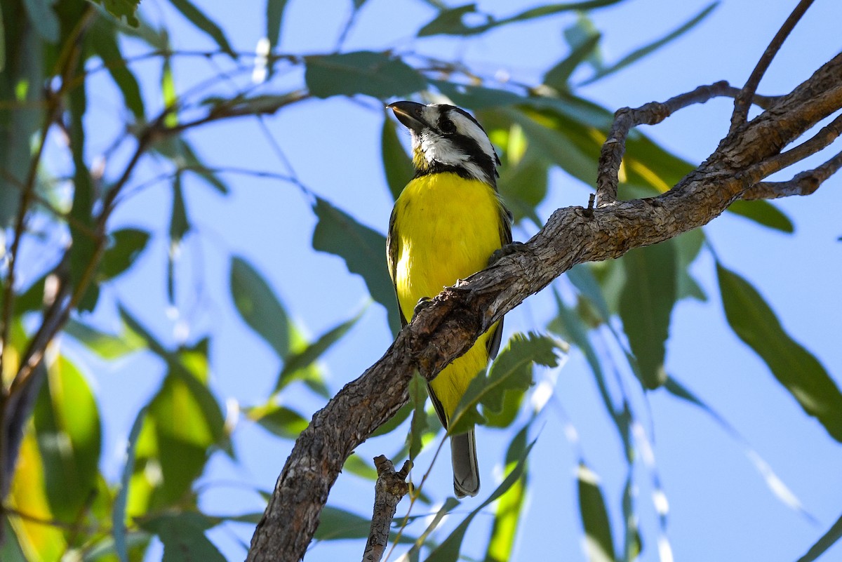 Northern Shrike-tit - ML617350585