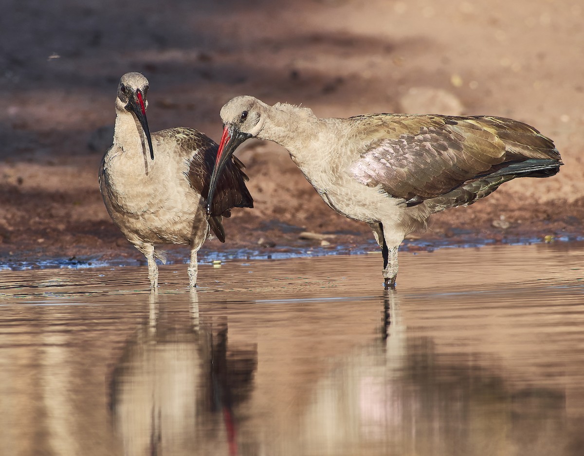 Ibis Hadada - ML617350590