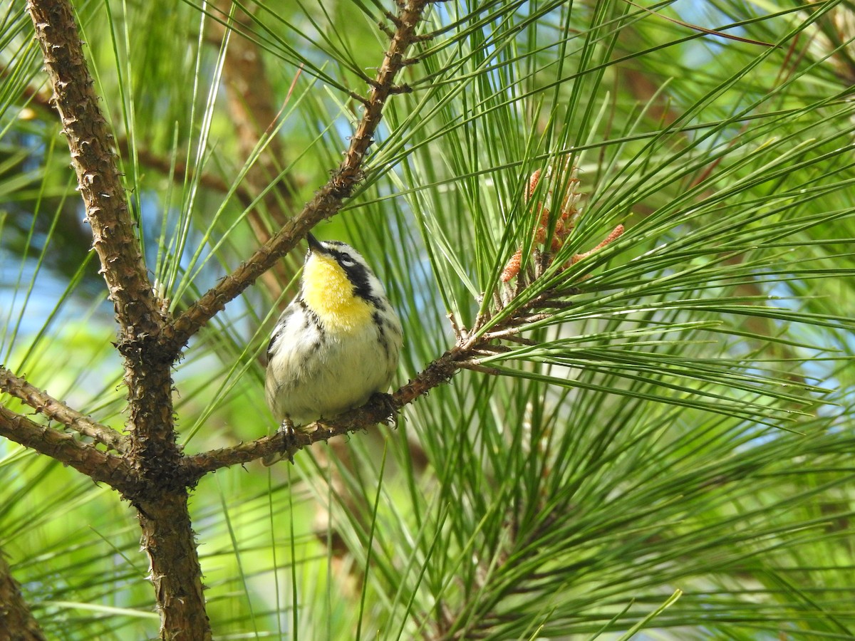 Yellow-throated Warbler - Tommy Maloney