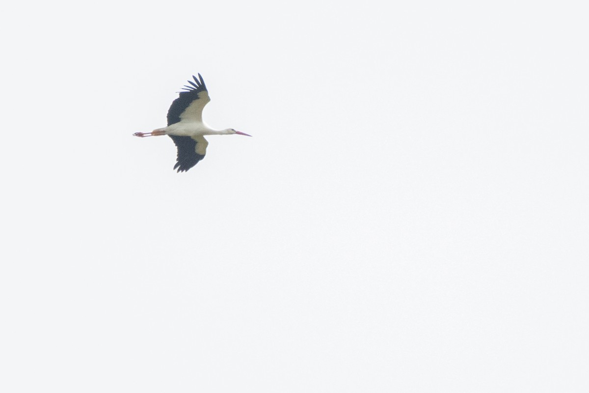 White Stork - ML617350641