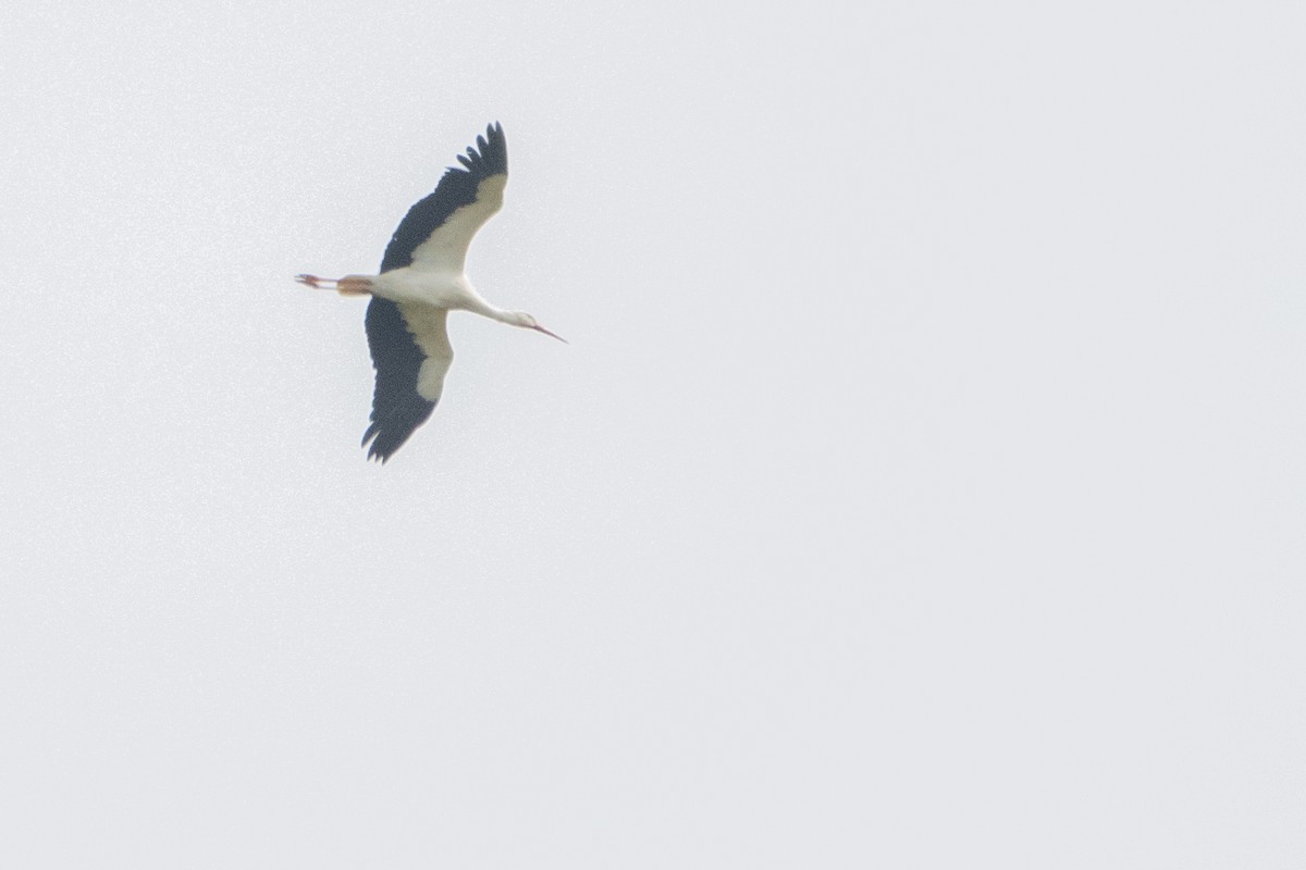 White Stork - ML617350642