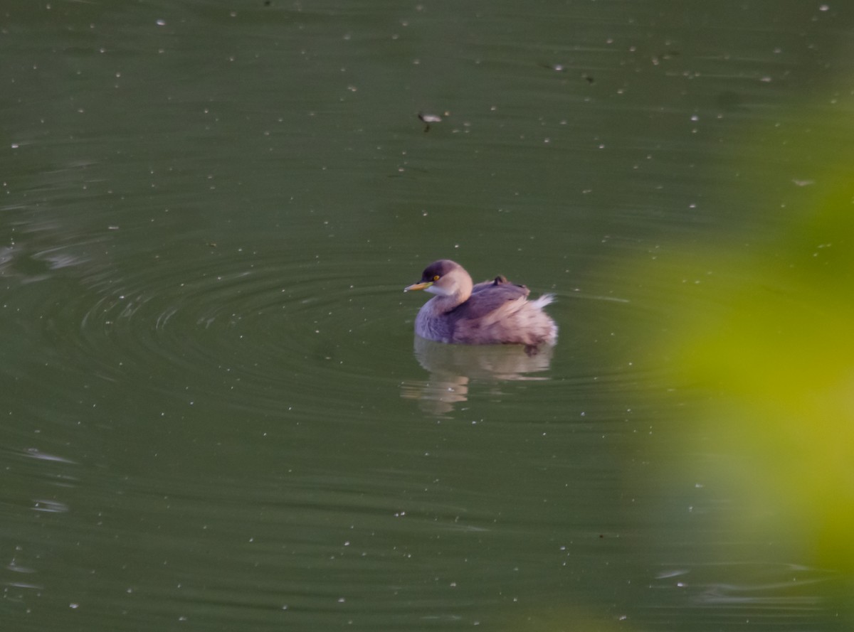 Хурган шунгуур - ML617350655